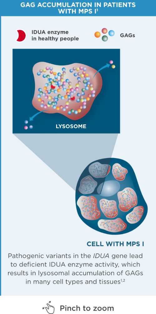 PATHOGENESIS OF MPS I